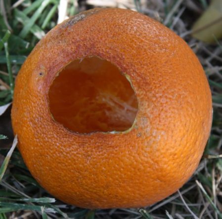 [hollow orange]