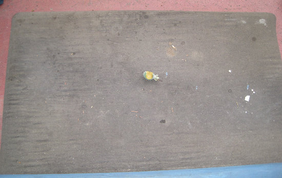 [Dead guava present on the doormat]