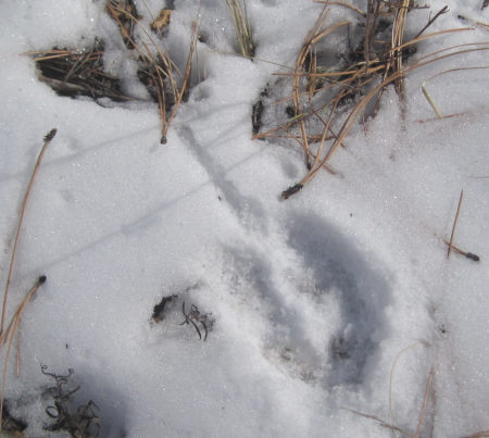 [Horseshoe crab tracks in snow]