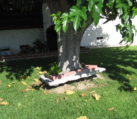 [Tree with floating brick border]