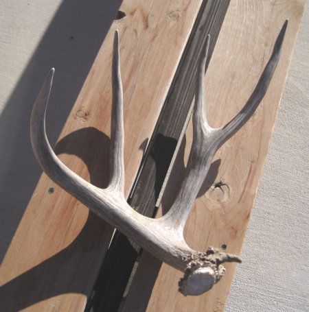 [Shed antler]