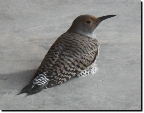 [Northern Flicker on our deck]