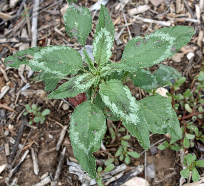 [Palmer's amaranth, pigweed]