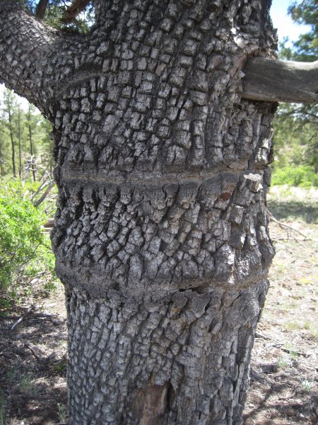 [old alligator juniper on Burnt Mesa]