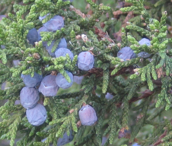 [juniper berries]