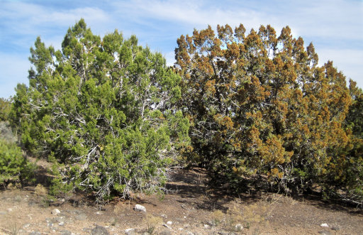 [Female (left) and male junipers in spring]