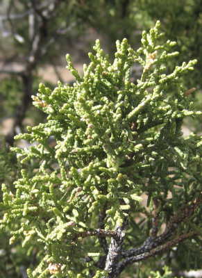 [Female juniper closeup]