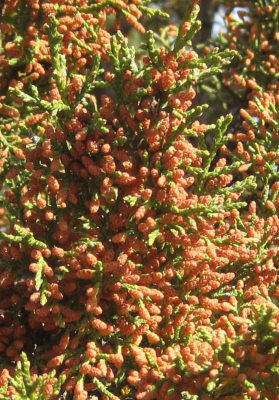[male juniper closeup showing pollen cones]