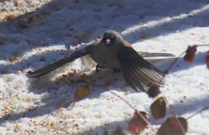 [grey-headed junco, 'umbrella fishing']