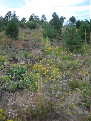 [Wildflowers on the Quemazon trail]