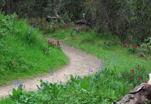 [Indian warrior and hound's tongue blooming  in Coal Mine Ridge]