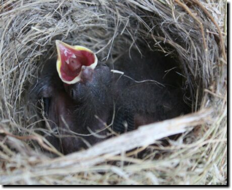 [Orphaned nestling baby birds, gaping for food]