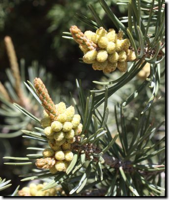 [Baby piñon cones]