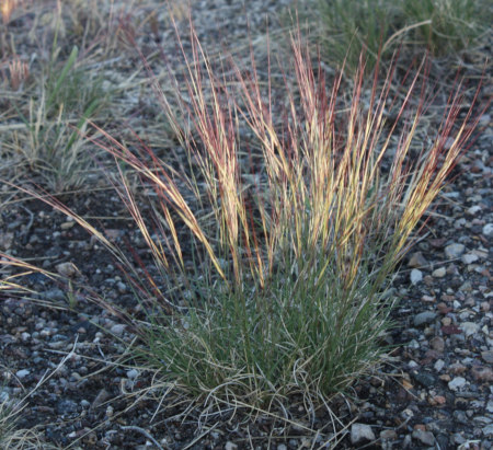 [Purple three-awn grass]