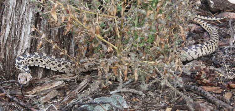 [young bullsnake caught in mousetrap]