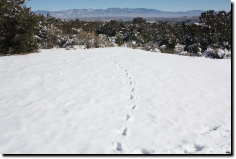 [Mysterious tracks in the snow]