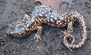 [Arboreal salamander in the backyard]