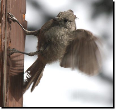 [Juniper titmouse attacking my window]