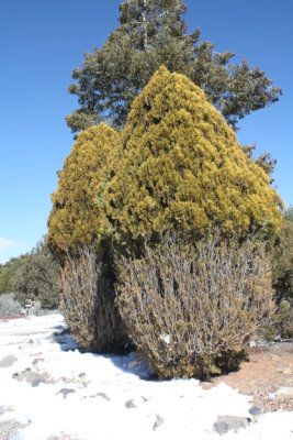 [deer topiary]