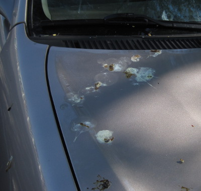 [Don't park under a grackle tree]