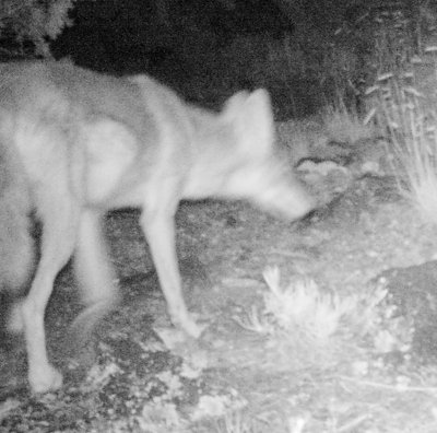 [coyote caught on the TrophyCam]