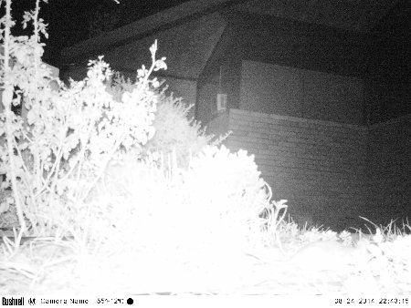 [blown-out image from Bushnell Trophycam]