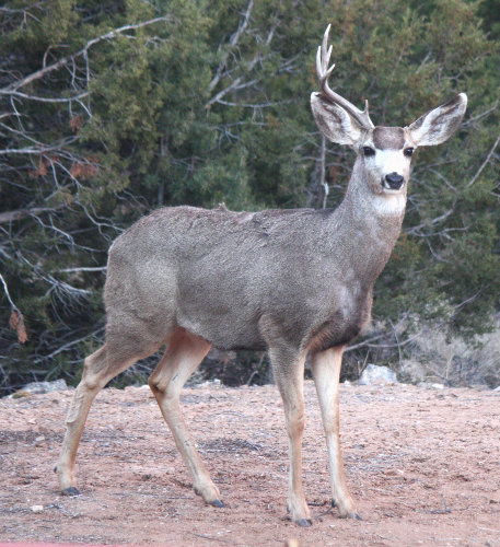 [mule deer stag with one antler]