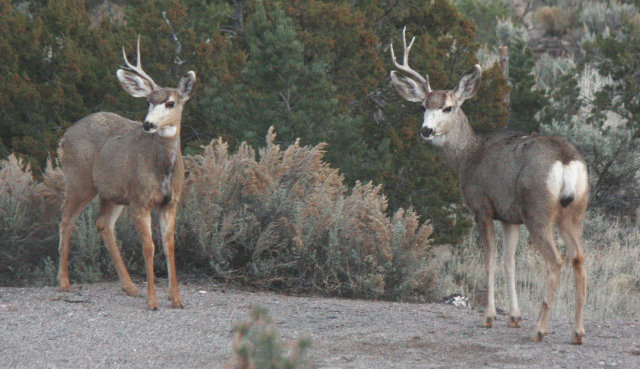 [two mule deer stags with one antler each]