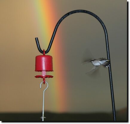 [Hummingbird and rainbow]