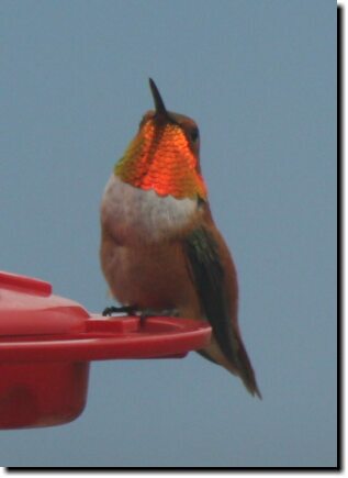 [Rufous hummingbird showing off his copper throat]