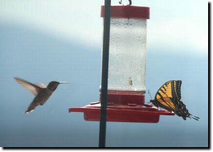 [Swallowtail at the hummingbird feeder]