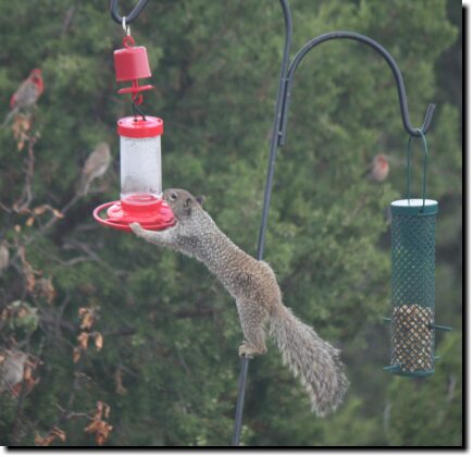 [Rock squirrel with a sweet tooth]