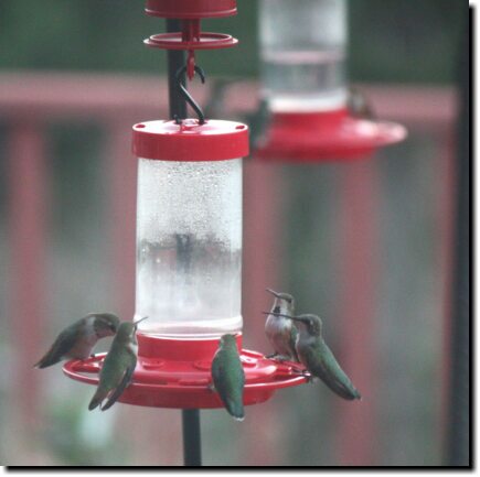 [Female hummingbirds can tolerate each other at the same feeder, sometimes]