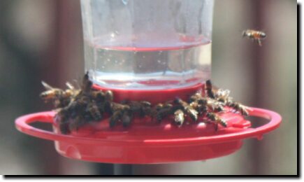 [Bee problem with hanging feeders]