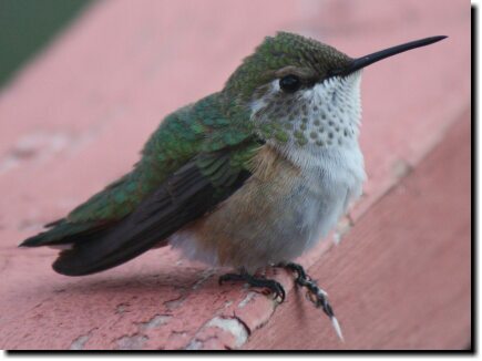[Female hummingbird posing]