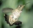female hummingbird with fanned tail