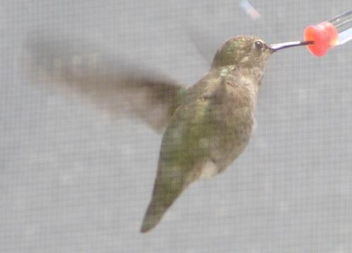 [hummingbird_f2.jpg]