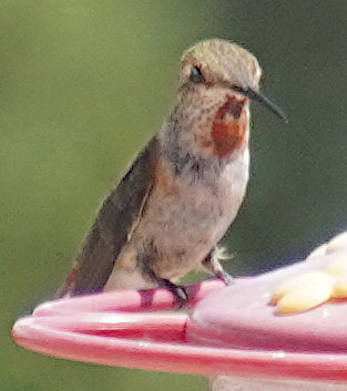 [Young rufous hummingbird with rusty bow-tie neck feathers]