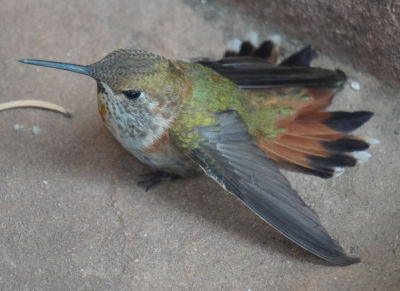 [Hummingbird with btoken wing]