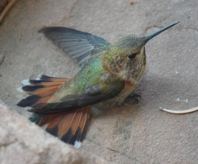 [Hummingbird with btoken wing]