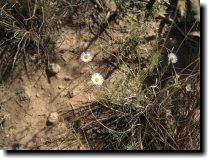 [ Erigeron -- the first of  ... ]