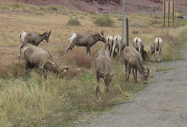 [Bighorn sheep grazing by  ...]