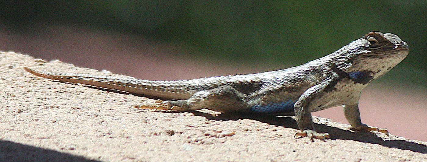 [A fence lizard was on the ...]