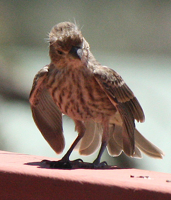 [house finch chick]