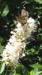 [Variable checkerspot butterflies on buckeye flowers]