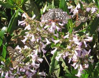 [Variable checkerspot butterflies on yerba santa]