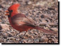 [Northern Cardinal ]