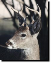 [White-tailed buck]