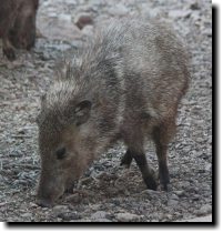 [ Javalina ]