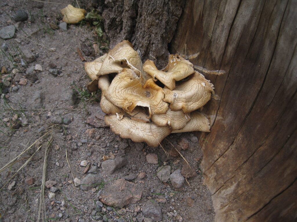 [Weird mushrooms.]